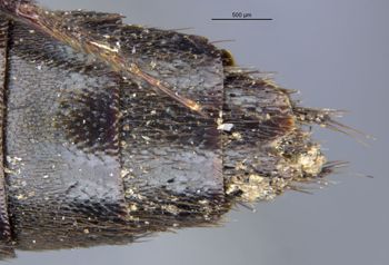 Media type: image;   Entomology 305299 Aspect: abdomen dorsal view